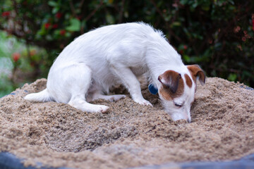 Naklejka na ściany i meble Dog Jack Russell digs in bucket of sand. Shallow depth of field. Horizontal.