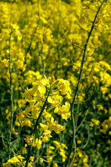 Close up blooming rapeseedin agricultural field. Rapeseed is grown for the production of animal feeds, vegetable oils and biodiesel