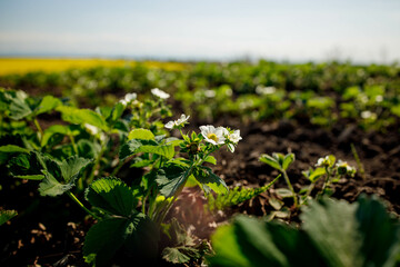 Bush of blooming strawberries grow on an organic farm on a sunny day. Spring flowering strawberries grow in the garden.