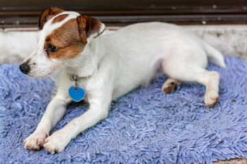 Jack Russell dog lies on rug and looks away. The mouth is closed. Shallow depth of field. Horizontal.