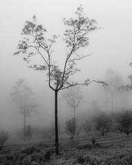 trees in fog