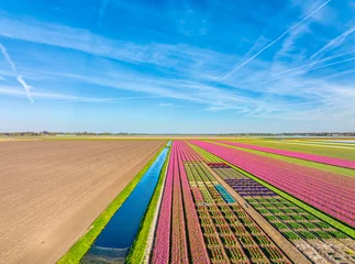 Rolgordijnen Playing tetris in Holland. - The bulbfields / flower fields / tulip fields of The Netherlands. © Alex de Haas