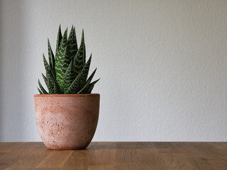 Succulent of the species Gonialoe variegata, also known as tiger aloe and partridge-breasted aloe, as a houseplant in a reddish clay pot on a wooden table