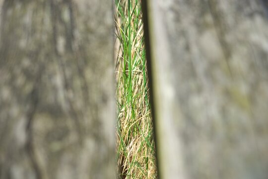 Grasnarbe Holzbalken Hintergrundbild