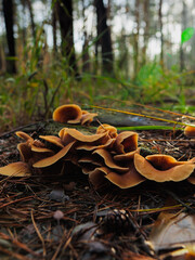 mushrooms on a stump in the forest, orange mushrooms close-up on a neutral green background, autumn landscape with mushrooms, mushroom season