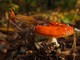 red fly agaric in the coniferous forest close-up, mushrooms in the autumn forest, mushrooms background, autumn landscape with mushrooms, fly agaric in the forest