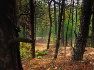 Obraz premium morning in the autumn forest, fog in the pine forest, autumn landscape