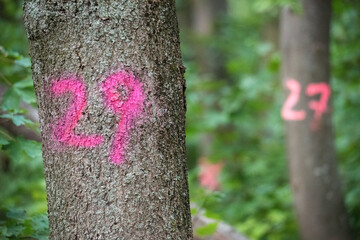  Lovely summer trees and grass in park setting