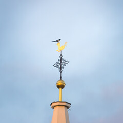 Fototapeta na wymiar European magpie (Pica pica) on the cross of a church spire