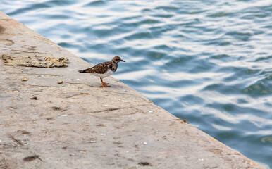 small fisher bird at the edge of the sea
