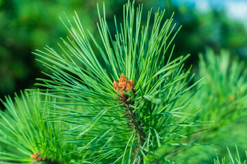 Pine branches at sunlight. Selective focus. Shallow depth of field.