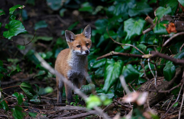 Naklejka na ściany i meble Urban fox cubs exploring in the garden
