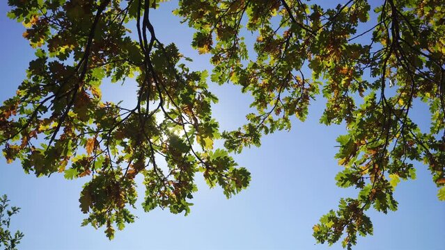 The golden autumn has come, the leaves of the oak trees have begun to be covered with yellow colors.