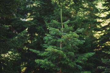 Natural Forest of Spruce Trees, summer green spruce trees, rural landscape, beautiful nature scenery on a sunny day, spruce forest and mountain meadow