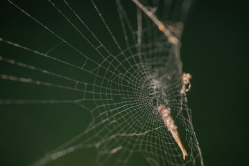 A beautiful frosted spider web, The spider web (cobweb) closeup background. Close-up Of Spider Weaving Web In Forest