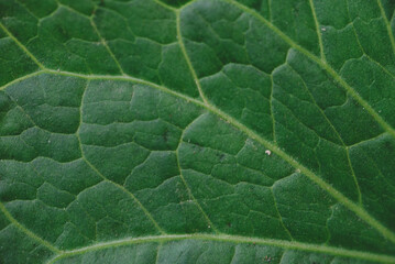 Obraz premium Green Leaf Structure Close Up