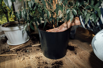 Transplanting a home pot into another pot. Close-up of female hands pouring soil into a pot with green ficus. Front view, selective focus