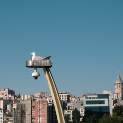 
A seagull is resting on a light pole in Istanbul.
Istanbul skyline and galata tower in the background