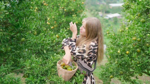 Young adult blonde woman pick oranges from a tree in an orange garden. Handheld shot