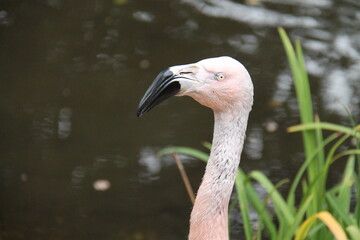 The Head of an Adult Chilean Flamingo Bird.