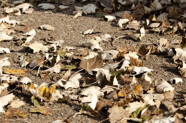 Asphalt ground with brown and yellow autumn leaves.