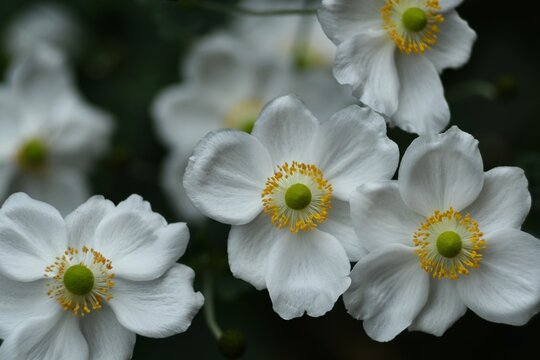 Białe zawilce mieszańcowe Andrea Atkinson (Anemone hybrida) w szarościach i cieniach