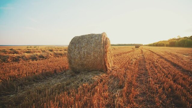 Straw left on wheat summer field after harvesting collected grain. Formation of dense rolls. Close up of golden round bales of straw. Freshly haystacks on outdoor nature landscape. Agriculture.