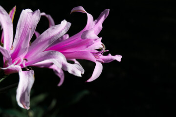 close up of a pink lily flower 