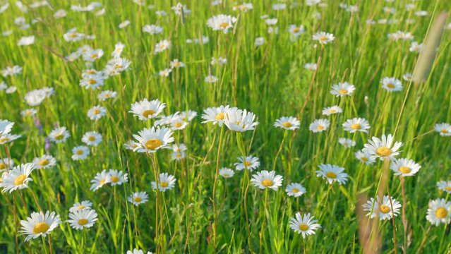 Daisies swaying in the wind on a green background. Young flower in the early morning. Slow motion.
