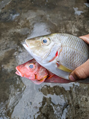 close-up photo of fresh seawater fish.  cleaning fish for cooking