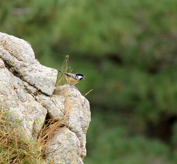 un petit oiseau