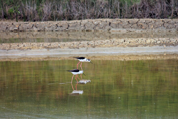duo d avocettes