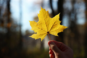Yellow autumn maple leaf in young man hand on a forest background. Pavel Kubarkov, my right hand and yellow maple leaf. Photo was taken 12 October 2022 year, MSK time in Russia. - 538040188