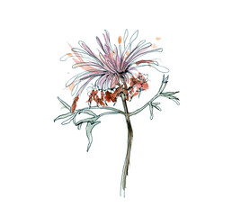 Australia flower sketch. flannel.Isolated on a white background. - 538040563