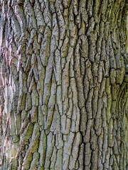 texture of old oak bark close - up