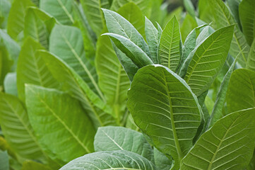 Fototapeta na wymiar Close-up natural light picture of tobacco leafs