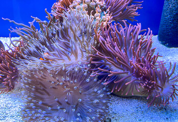 Eine Koralle, ein Anemonenähnliches Tier im Meerwasserbecken.
