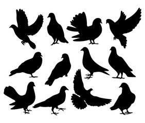 Pigeon dove bundle template for cutting and printing