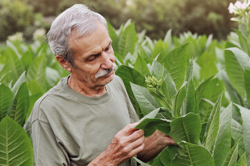 Closeup portrait of a man checking the tobacco plant leaf