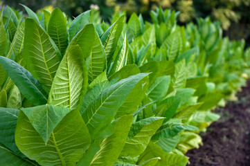 Fototapeta na wymiar The row of plants at the tobacco field