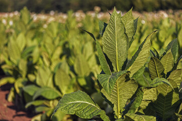 Obraz premium Tobacco bush against the farm background
