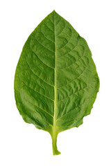 Tobacco leaf isolated on white background