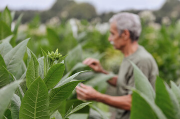 Tobacco plant with the flower bud against the working farmer