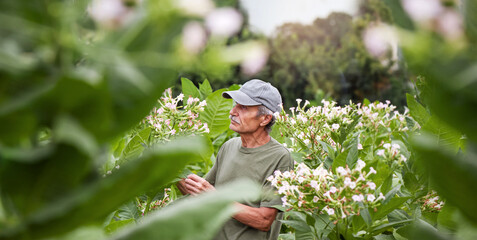 Wide picture of a tobacco field with a working farmer