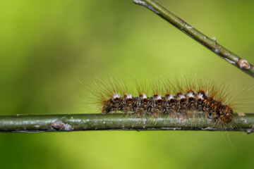 Die Raupe eines Goldafters, Schmetterlings auf einer Pflanze.
