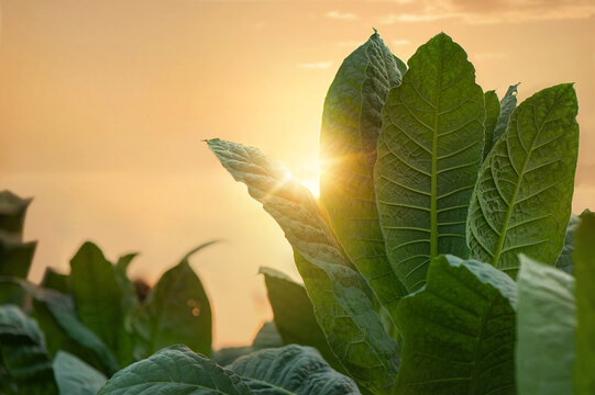 Tobacco bush at the sundown
