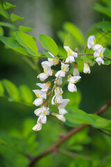 Die wunderschönen weißen Blüten einer Robinie und ihre grünen Blätter.
