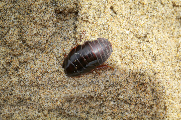 Nahaufnahme eines schabenähnliches Insektes im Sand.
