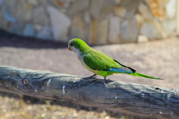 Portrait, Nahaufnahme eines Mönchsittigs auf Fuerteventura.
