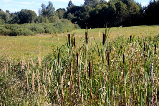 Cattail leaves and flower with spider tulips, growing near water, summer time. Acorus - cattail bush. Blurred water background